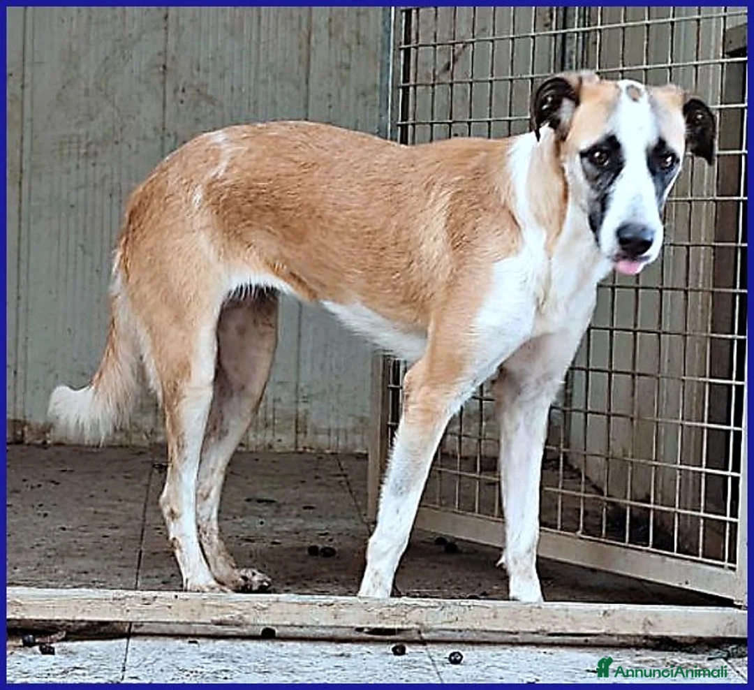 Meticcio cani in regalo: NORMA giovane timidina - Annuncio 1