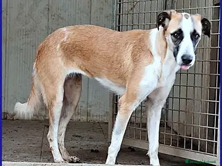 Meticcio cani NORMA giovane timidina - Annuncio 7