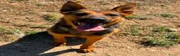 Meticcio cani in regalo: Pepita favolosa pastorina dal pelo splendente  a Città metropolitana di Milano - Annuncio 3