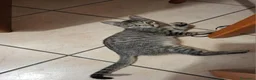 Europeo gatti in regalo: Gattina, aiuto con la sterilizzazione e cibo. a Città metropolitana di Roma Capitale - Annuncio 2