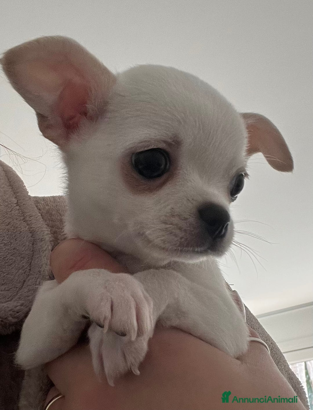 Chihuahua cani in vendita: Chihuahua maschi con pedigree - Annuncio 5