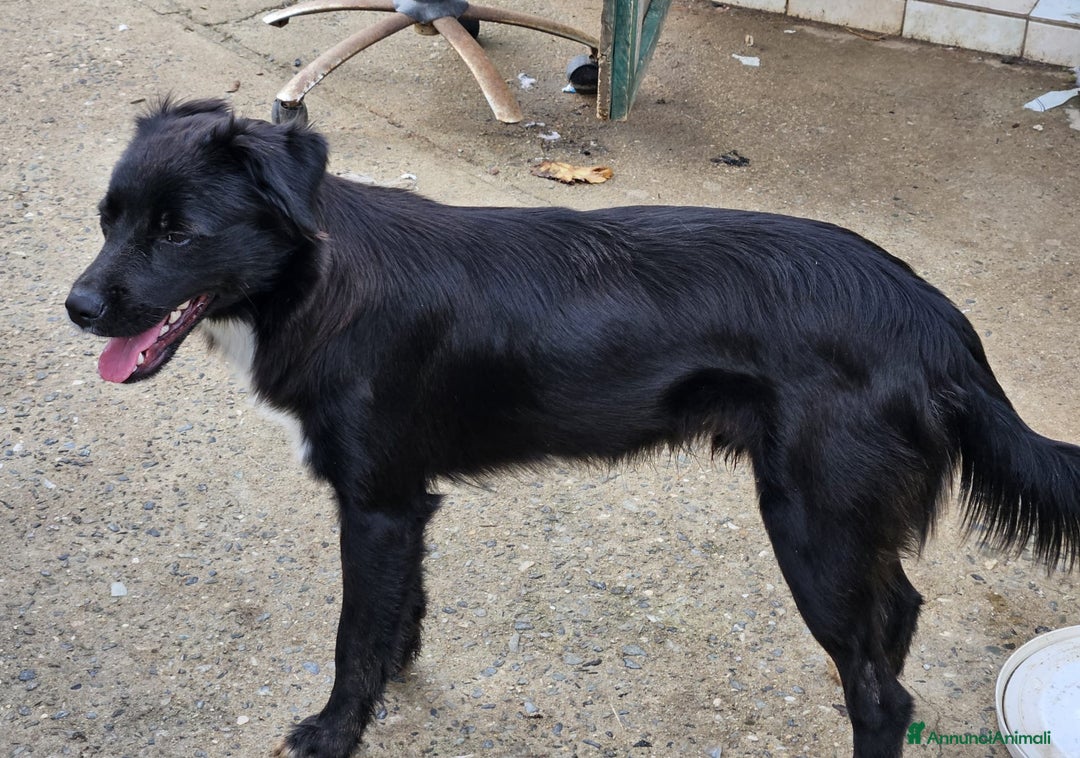 Meticcio cani in regalo: MILO MIX BORDER COLLIE  - Annuncio 2