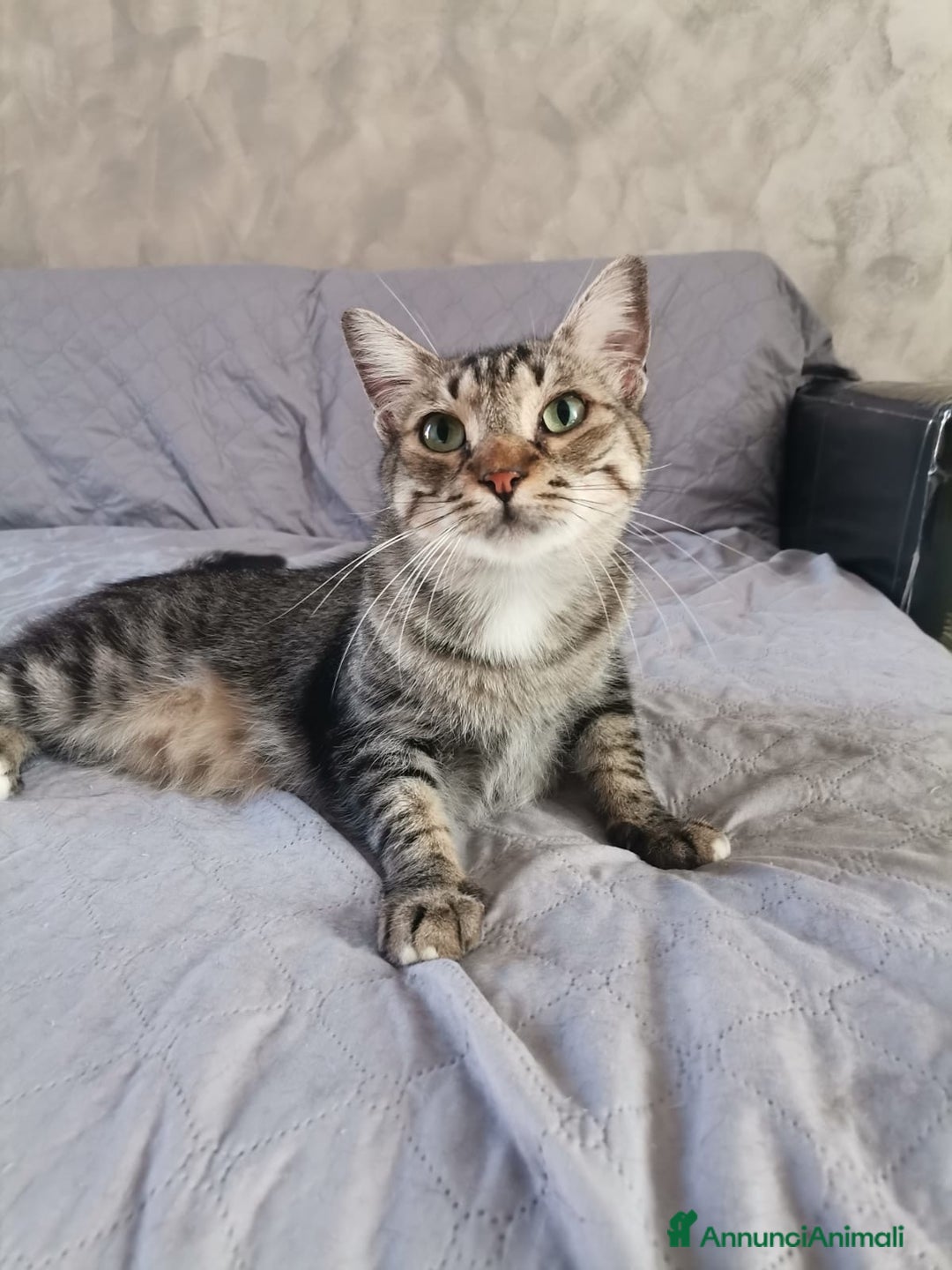 Europeo gatti in regalo: Gatti europei fratelli - Annuncio 9