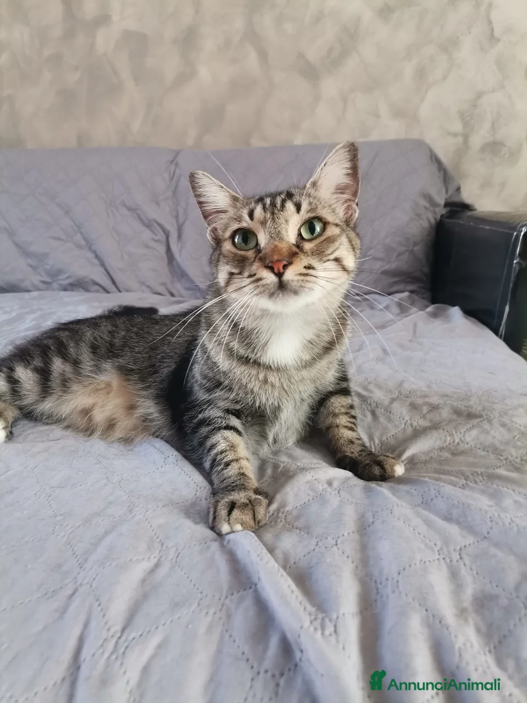 Europeo gatti in regalo: Gatti europei fratelli - Annuncio 9