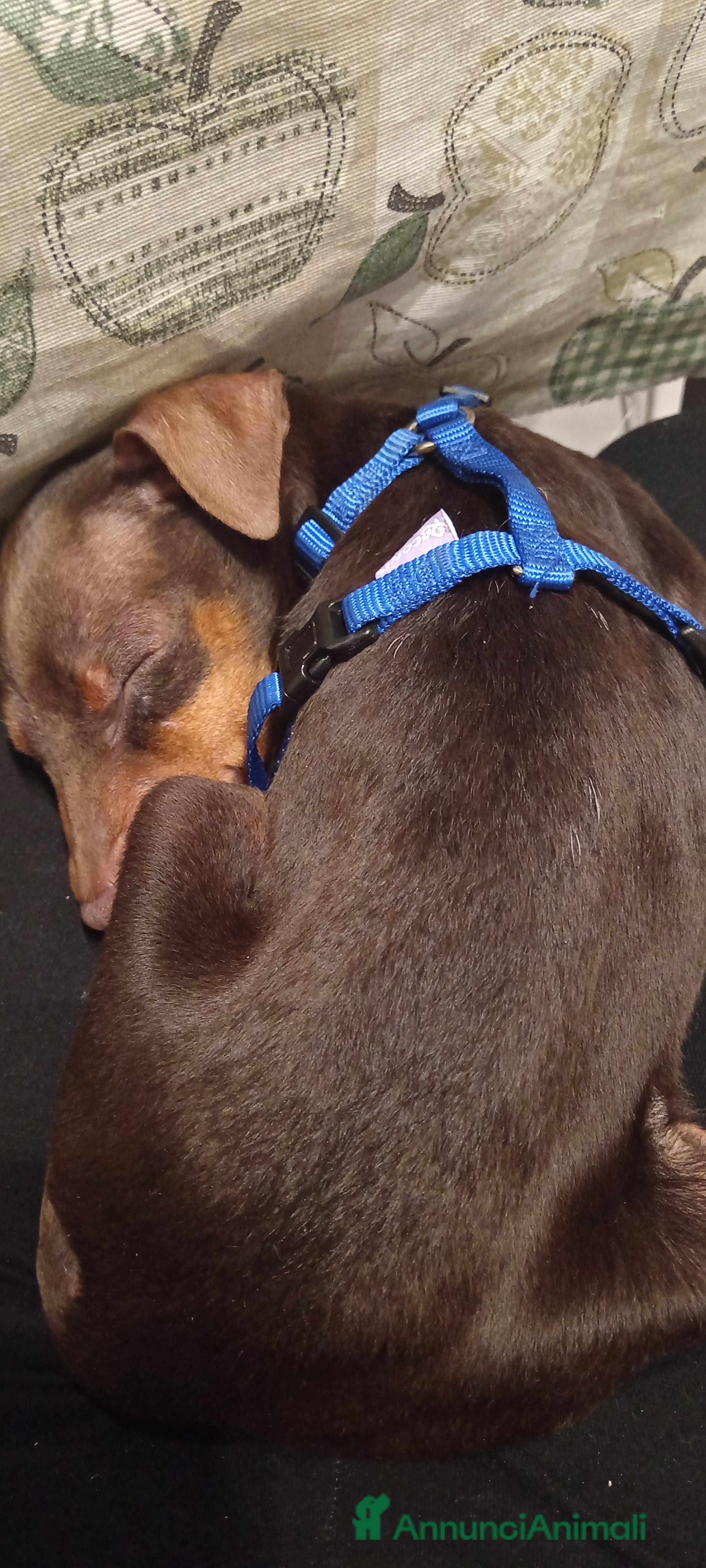 Pinscher Miniatura cani Cucciolo di Pinscher bicolore focato  - Annuncio 1