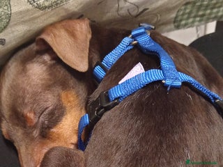 Pinscher Miniatura cani Cucciolo di Pinscher bicolore focato - Annuncio 1