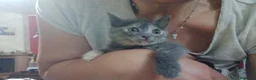 Europeo gatti in regalo: ZELDA, tenera gattina da adottare! - Annuncio 8