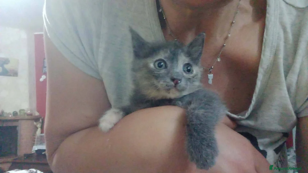 Europeo gatti in regalo: ZELDA, tenera gattina da adottare! - Annuncio 8