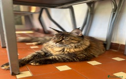 Maine Coon gatti in vendita: Cuccioli di Maine Coon a Città Metropolitana di Torino - Immagine 17
