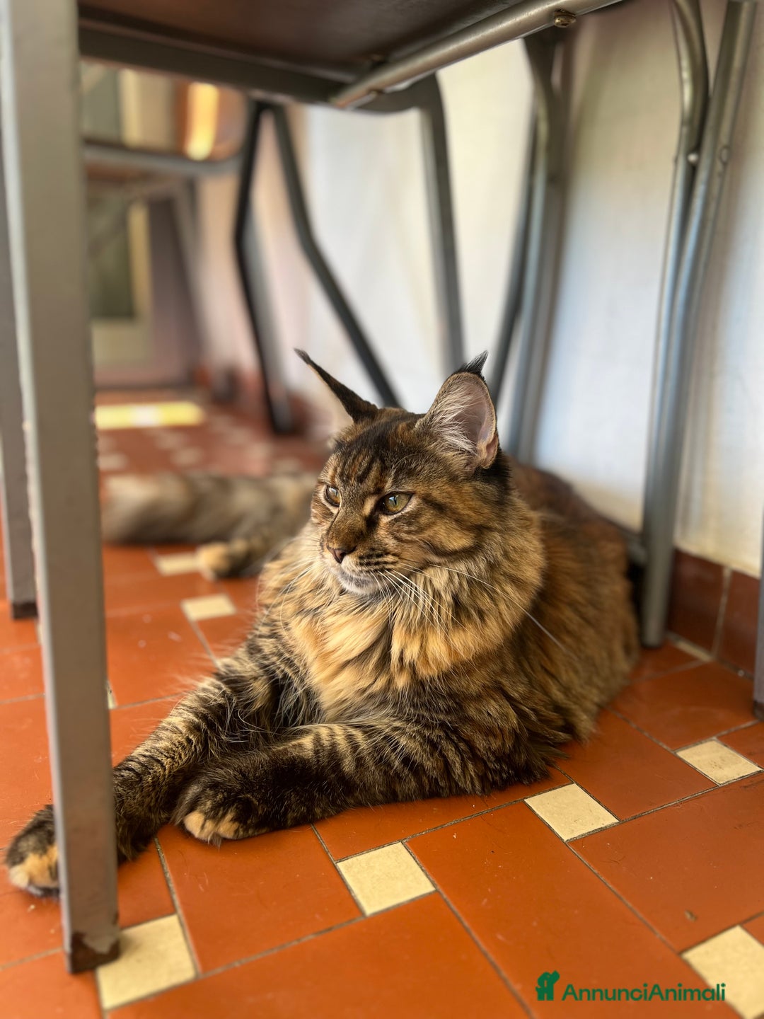 Maine Coon gatti in vendita: Cuccioli di Maine Coon a Città Metropolitana di Torino - Immagine 17