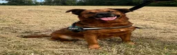 Meticcio cani in regalo: JONAS CANE MOLTO BUONO - Annuncio 8