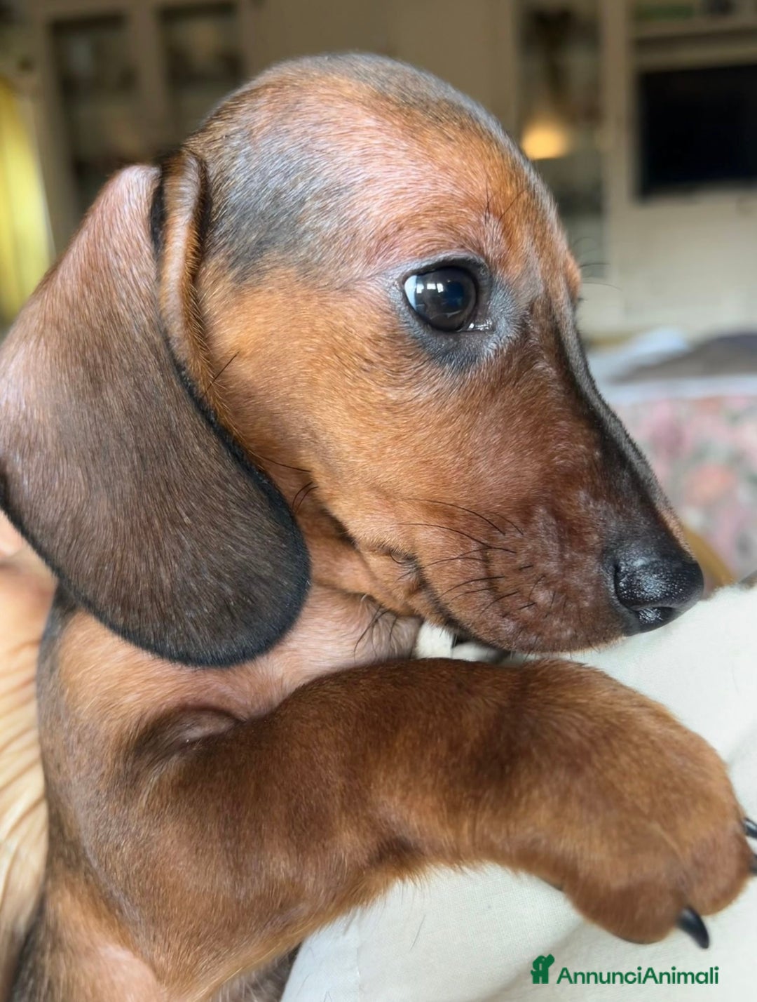 Bassotto cani in vendita: Cuccioli bassotto con pedigree  - Annuncio 12