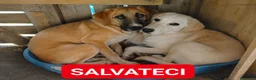 Meticcio cani in regalo: Dolly e Cesare - Annuncio 1