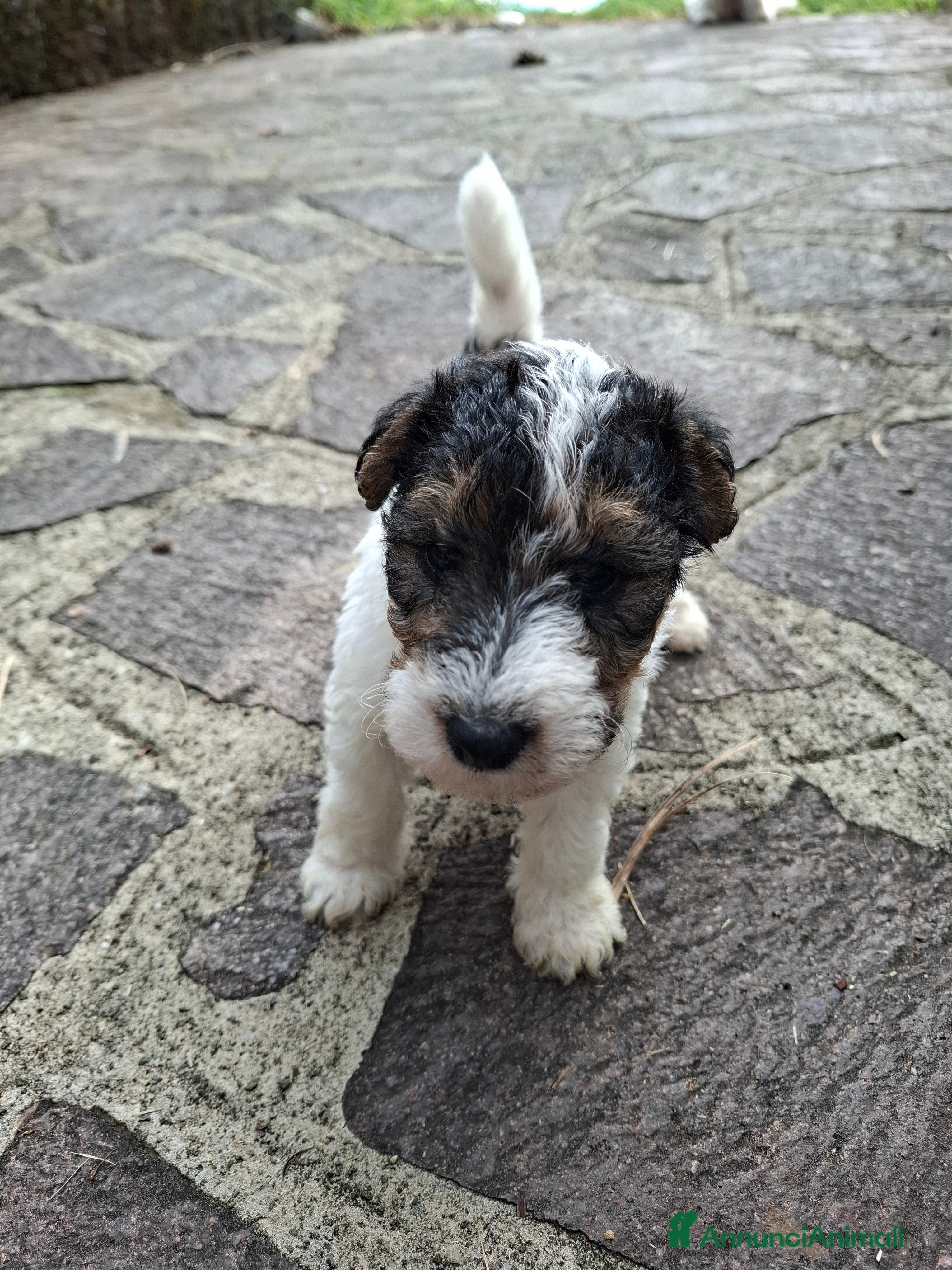 Fox Terrier cani vendita cuccioli fox terrier - Annuncio 1