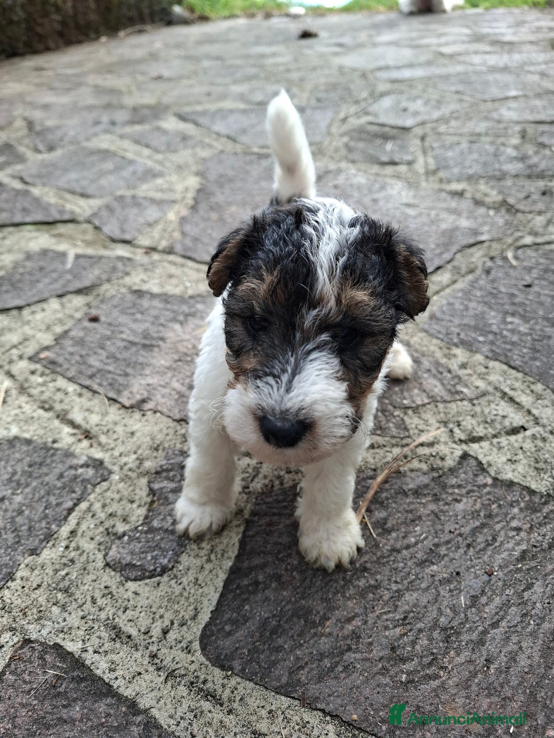 Fox Terrier cani in vendita: vendita cuccioli fox terrier - Annuncio 1
