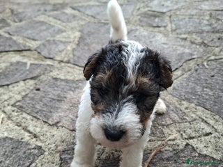 Fox Terrier cani vendita cuccioli fox terrier - Annuncio 1
