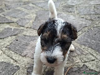 Fox Terrier cani vendita cuccioli fox terrier - Annuncio 2