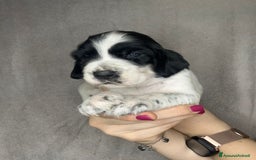 Setter Inglese cani in vendita: CUCCIOLI DI SETTER INGLESE a Provincia di Arezzo - Immagine 12