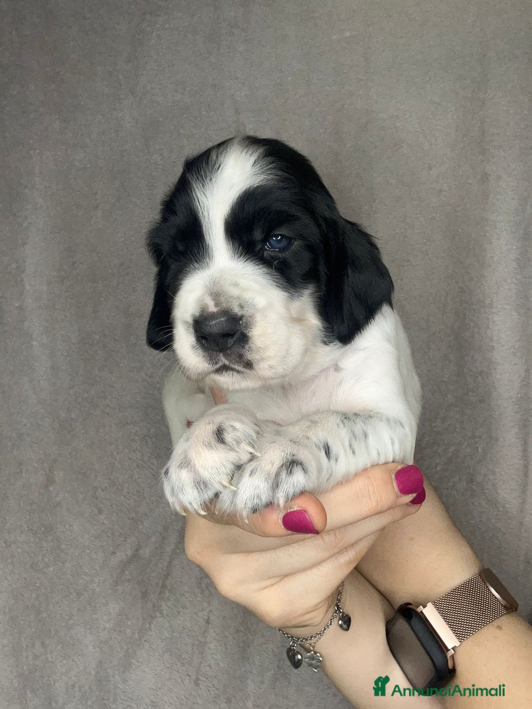 Setter Inglese cani in vendita: CUCCIOLI DI SETTER INGLESE a Provincia di Arezzo - Immagine 12