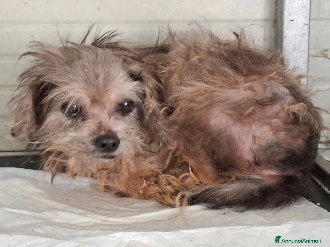 Yorkshire cani in regalo: ADOZ.DEL💔:piccino,pochi dentini,dove lo metti sta - Annuncio 2