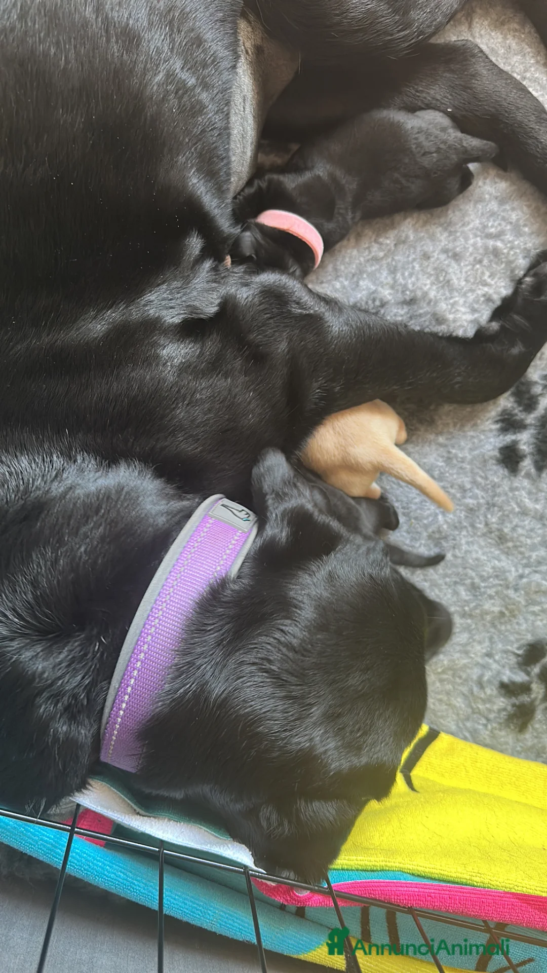 Labrador cani in vendita: Cuccioli di labrador a Provincia di Pescara - Annuncio 2