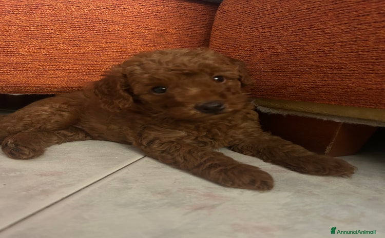 Barboncino Toy cani a Provincia di Varese - Annuncio 4