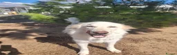 Meticcio cani in regalo: EROS 💙 UNA NUVOLA BIANCA CERCA CASA - Annuncio 5