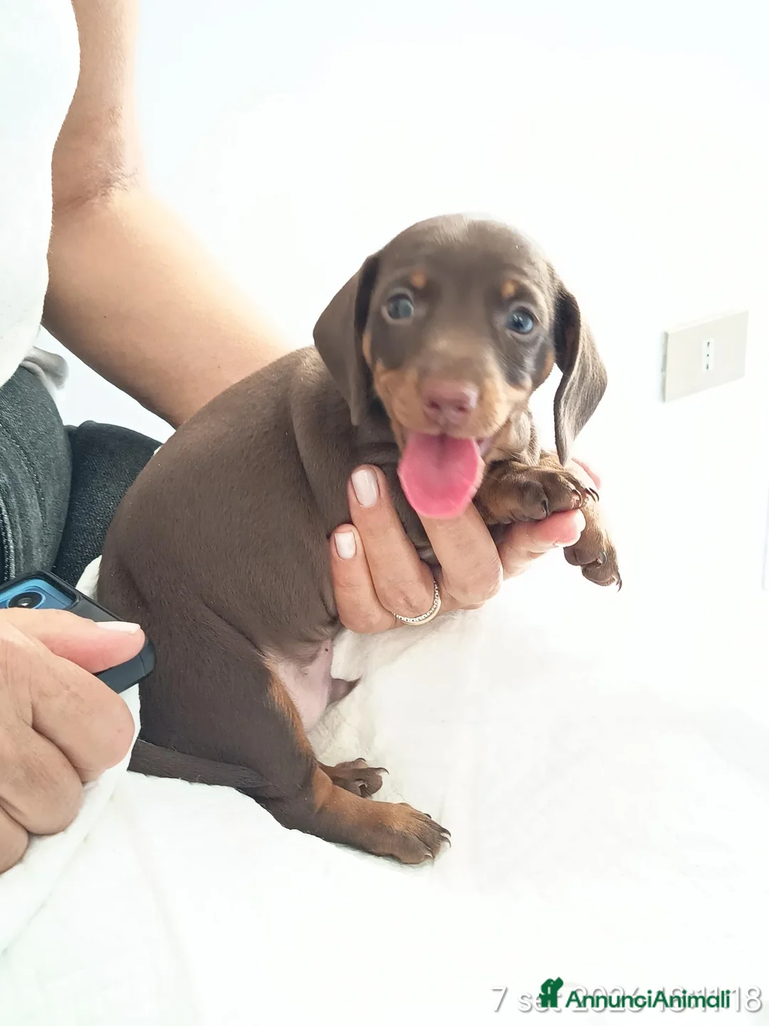 Bassotto cani in vendita: Cucciolo di bassotto tedesco con Pedigree Enci/Fci - Annuncio 2