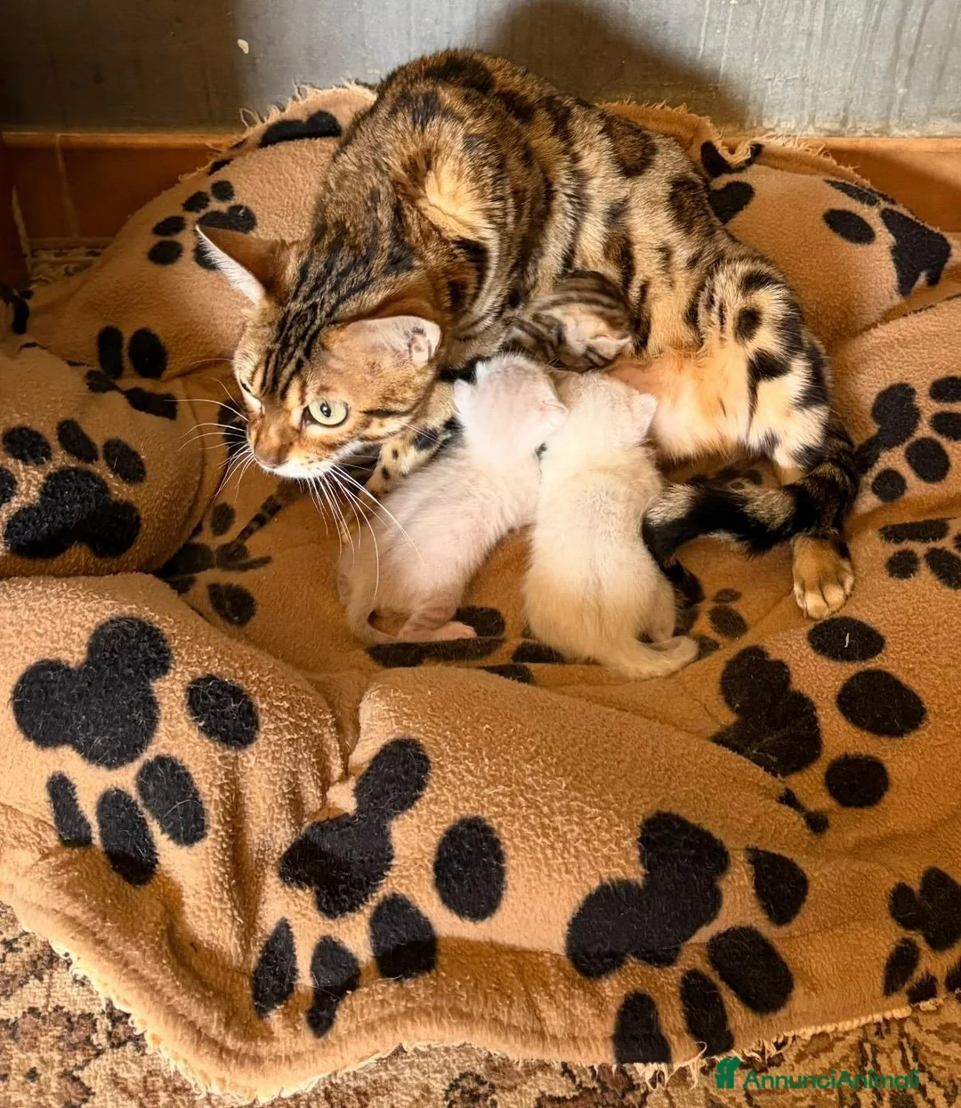 Bengala gatti in vendita: Gattino seal lynx  - Annuncio 4
