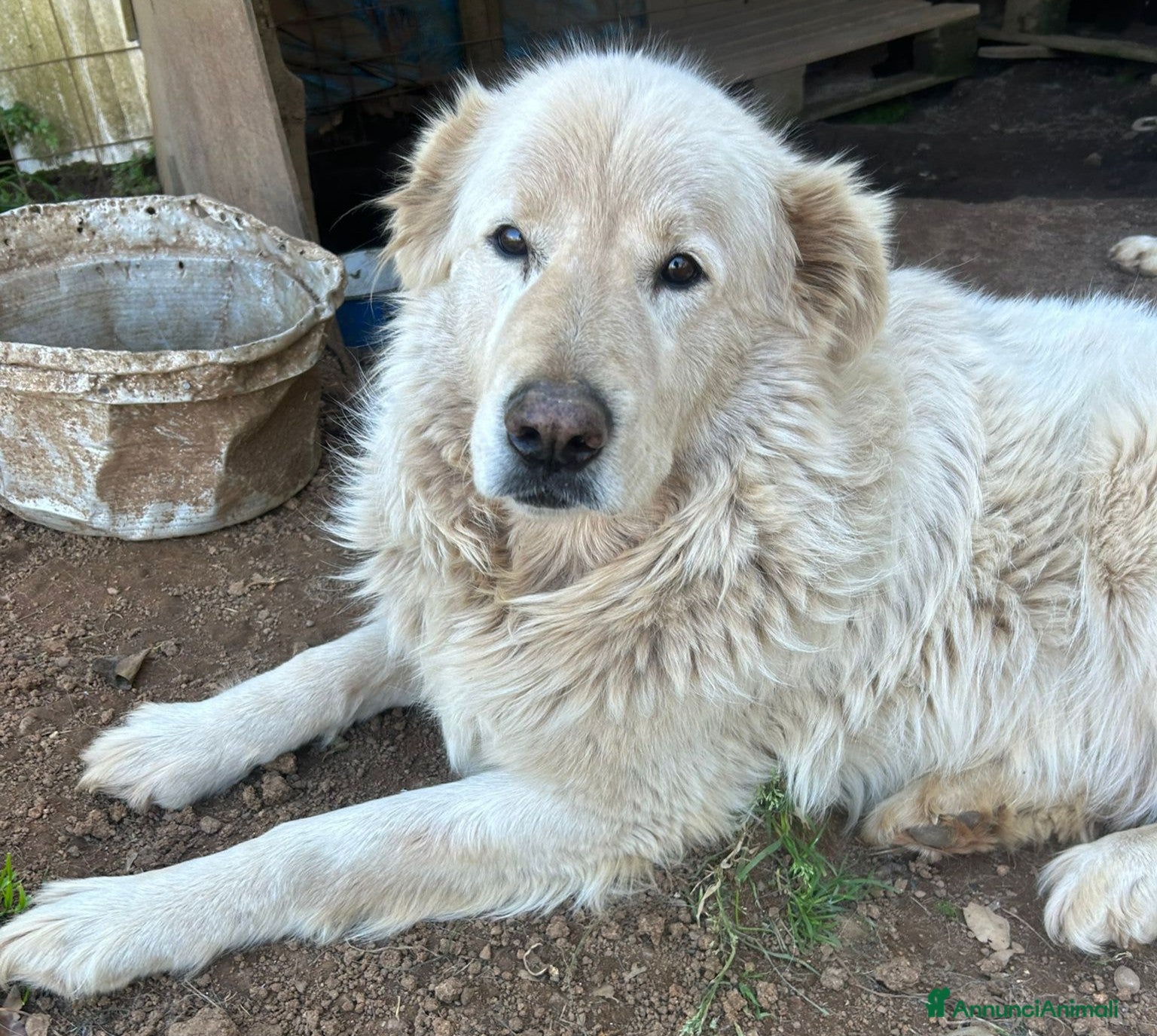 Meticcio cani Biancone splendido cagnolone cerca casa  - Annuncio 5