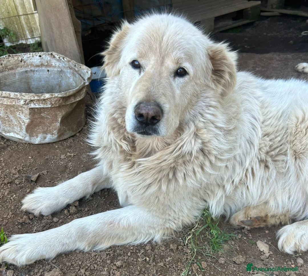Meticcio cani in regalo: Biancone splendido cagnolone cerca casa  - Annuncio 1