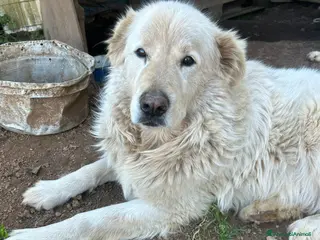 Meticcio cani Biancone splendido cagnolone cerca casa - Annuncio 5