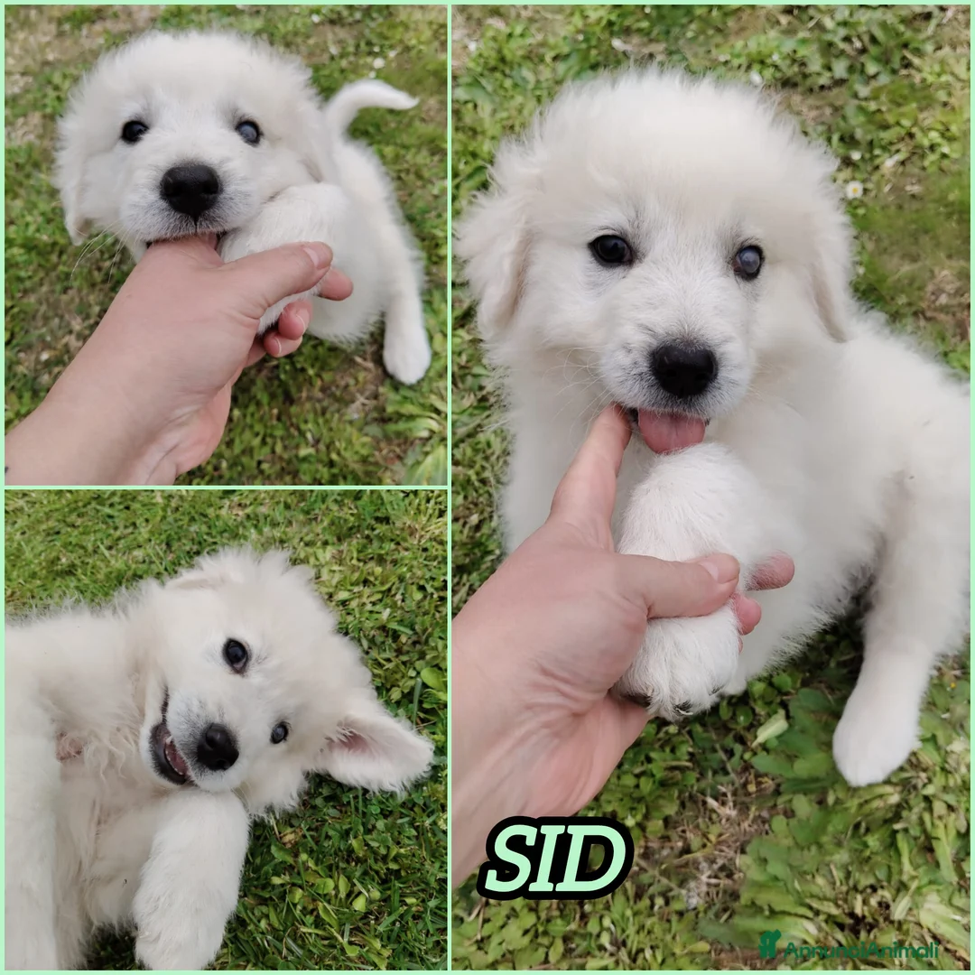 Meticcio cani in regalo: UNA MAMMA PER SID a Provincia di Varese - Annuncio 2