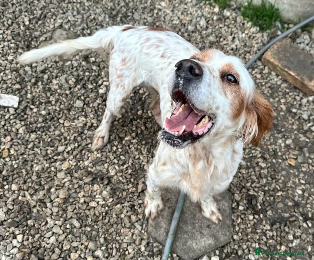 Setter Inglese cani in regalo: Diana 4 anni setter inglese - Annuncio 5