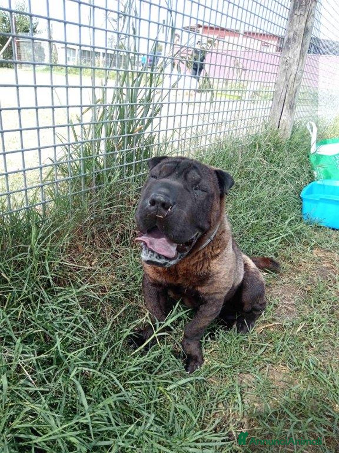 Shar Pei cani in regalo: SHALPETTA_ cucciolona di  shar pei in adozione a Provincia di Latina - Annuncio 2