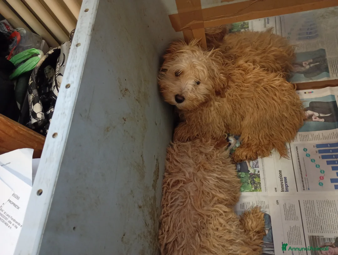 Barboncino cani in vendita: Splendida cucciolata Barboncino Red - Annuncio 2