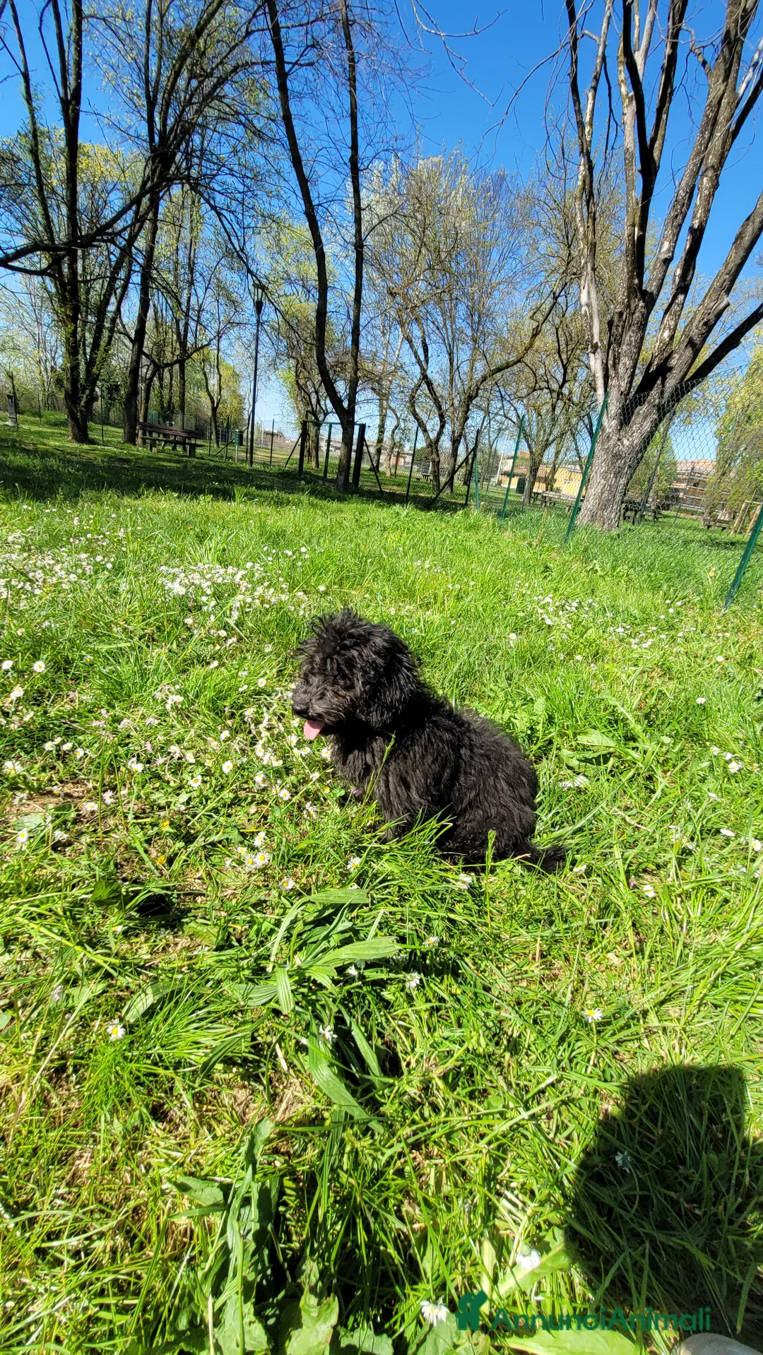 Barboncino cani in vendita: barboncino maschio a Città metropolitana di Milano - Annuncio 2