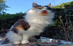 Maine Coon gatti in vendita: Cucciolo Maine Coon pedigree da Campione del mondo - Annuncio 6