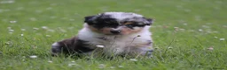 Australian Shepherd cani in vendita: Cucciolini di Australian Shepherd- Cucciolata Enya - Annuncio 15