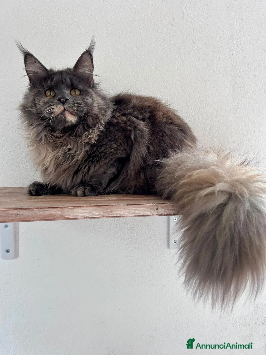 Maine Coon gatti in vendita: Cuccioli Maine Coon - Annuncio 10