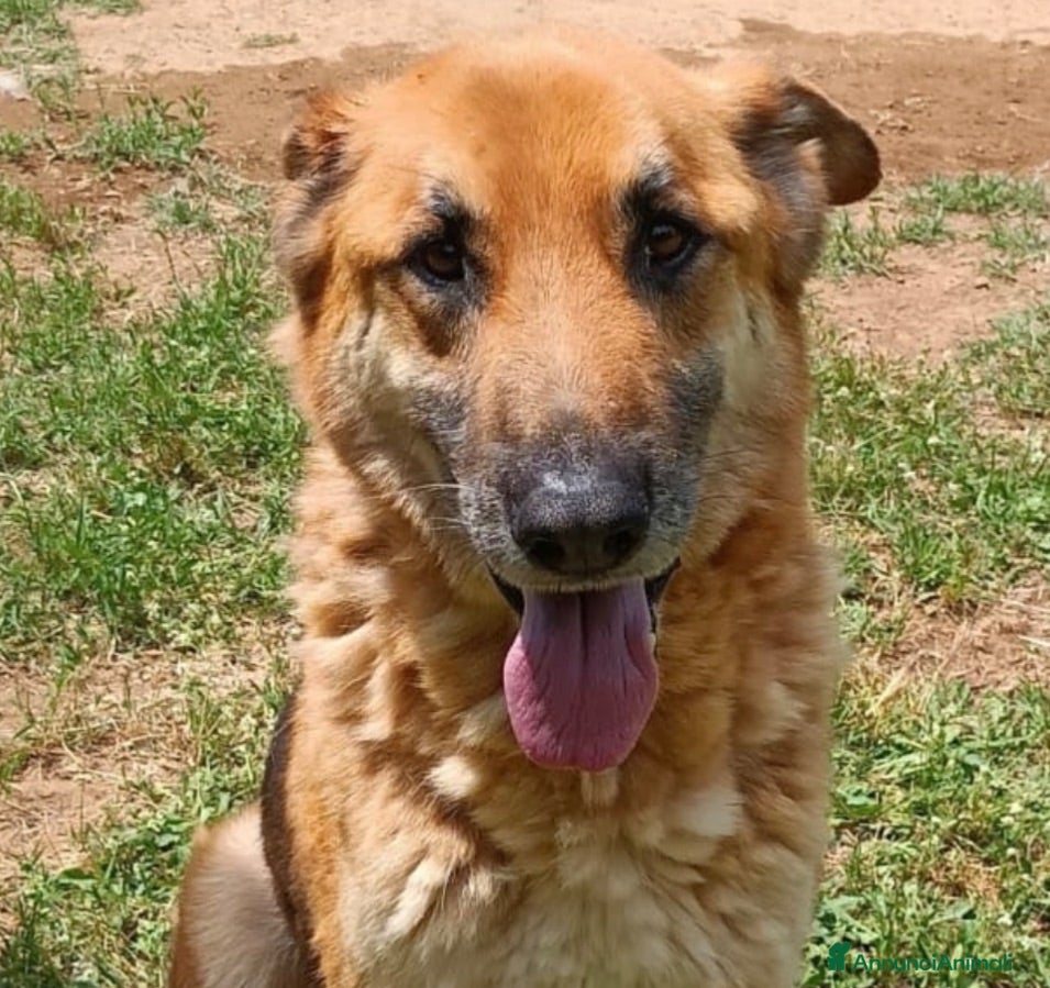Meticcio cani in regalo: Adozione del cuore King 8 anni - Annuncio 3