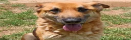 Meticcio cani in regalo: Adozione del cuore King 8 anni - Annuncio 1