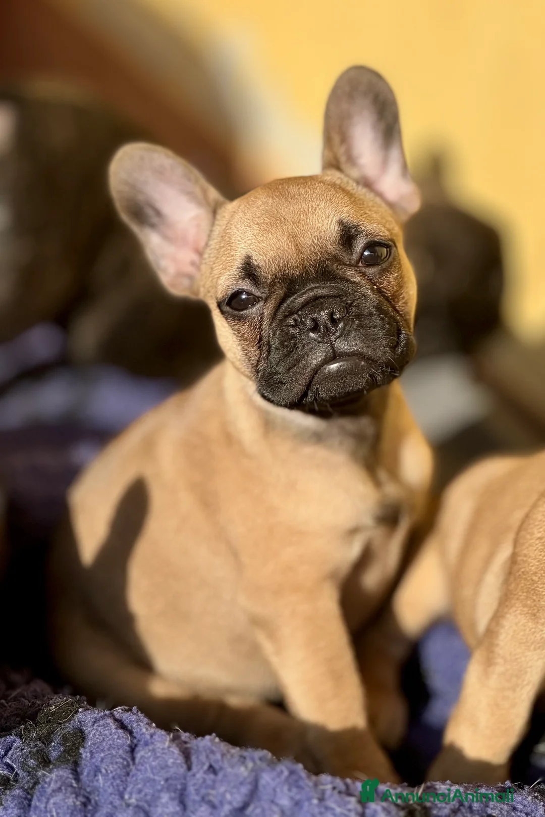 Bulldog Francese cani in vendita: Cucciole di bulldog francesi - Annuncio 1