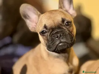 Bulldog Francese cani Cucciole di bulldog francesi - Annuncio 3