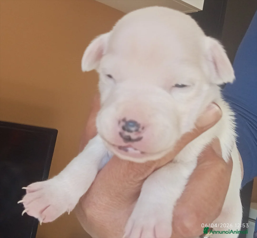 Jack Russell cani in vendita: Cuccioli Jack Russell Terrier - Annuncio 14