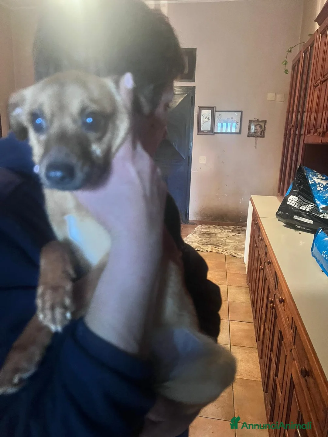 Meticcio cani in regalo: CAGNOLINA tg P - Annuncio 2