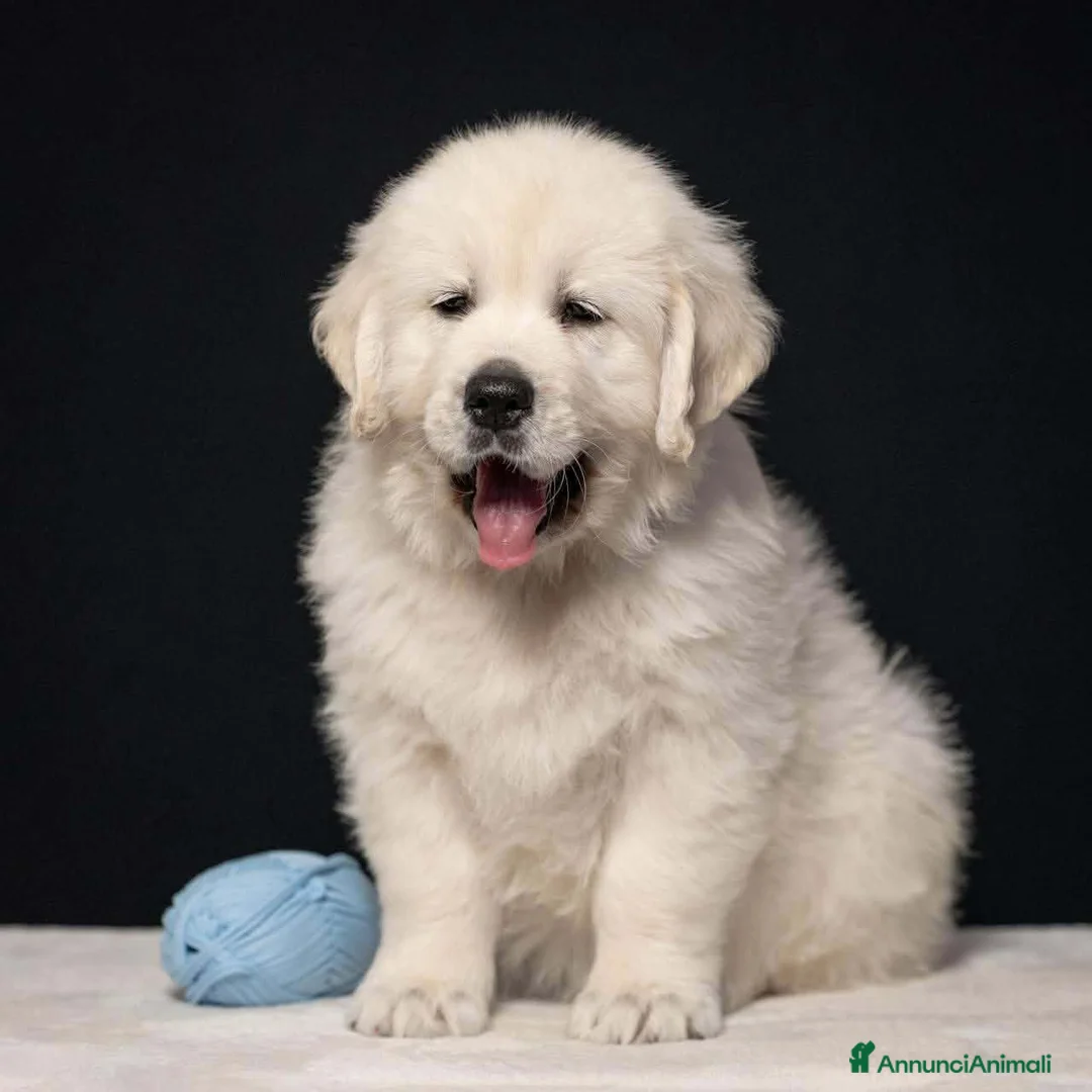 Golden Retriever cani in vendita: Cuccioli di Golden retriever disponibili  - Annuncio 2