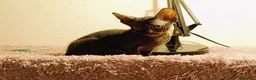 Sphynx gatti in vendita: Femmina don sphynx  - Annuncio 3