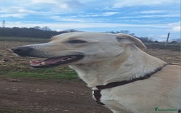 Labrador cani in regalo: Diana un cane speciale in cerca di casa  a Città metropolitana di Milano - Immagine 10