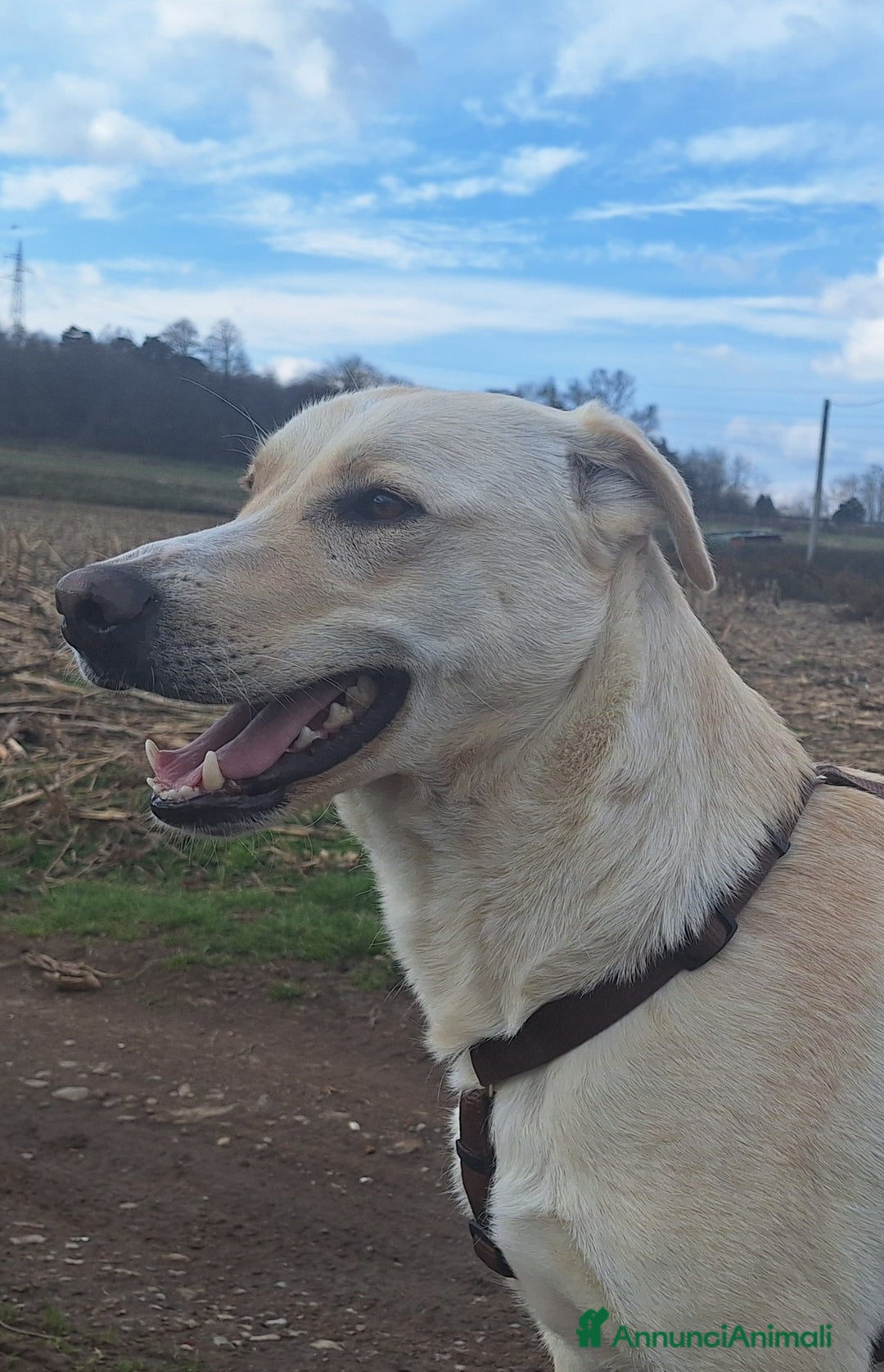 Labrador cani in regalo: Diana un cane speciale in cerca di casa  a Città metropolitana di Milano - Immagine 10